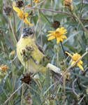 Lesser Goldfinch 4140